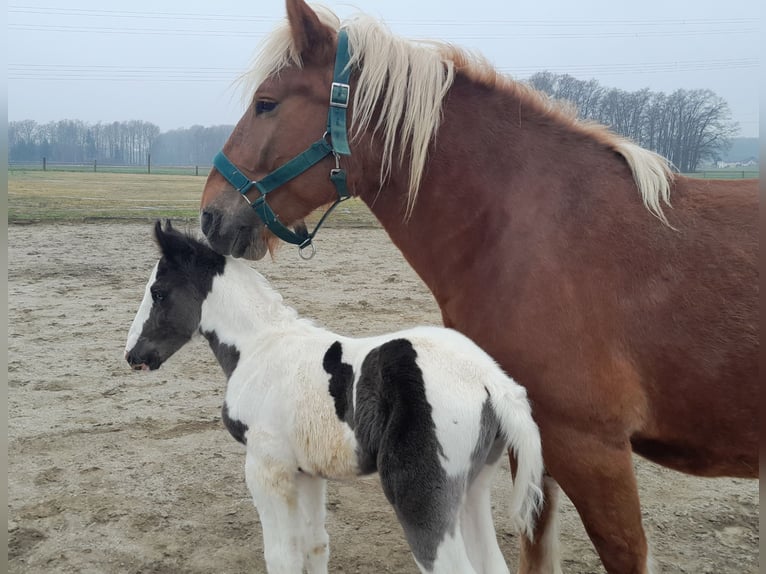 Noriker Mix Merrie veulen (02/2024) 160 cm Gevlekt-paard in Geretsberg