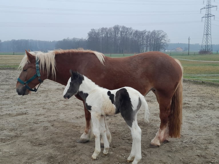 Noriker Mix Merrie veulen (02/2024) 160 cm Gevlekt-paard in Geretsberg