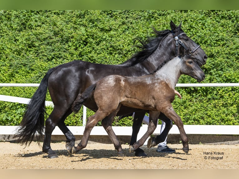 Noriker Merrie veulen (03/2024) 160 cm Schimmel in Lambach