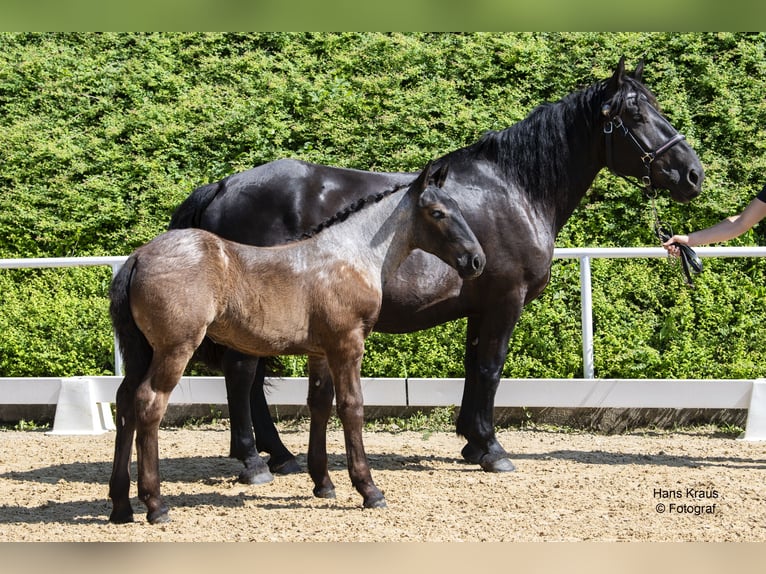 Noriker Merrie veulen (03/2024) 160 cm Schimmel in Lambach