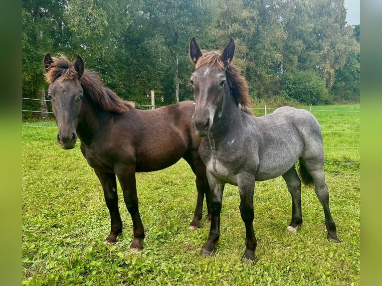 Noriker Merrie Veulen (02/2025) 160 cm Zwart in Wohnste