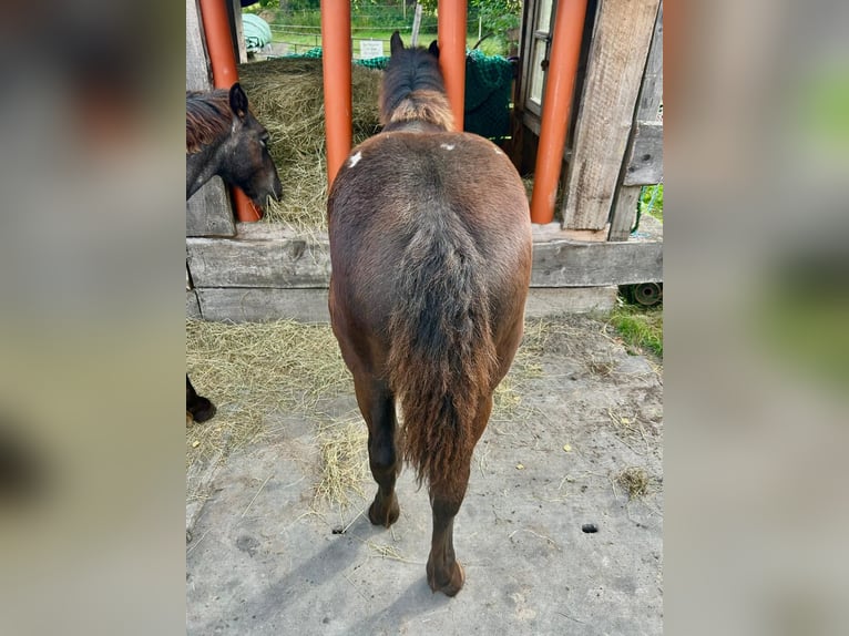 Noriker Merrie Veulen (02/2025) 160 cm Zwart in Wohnste
