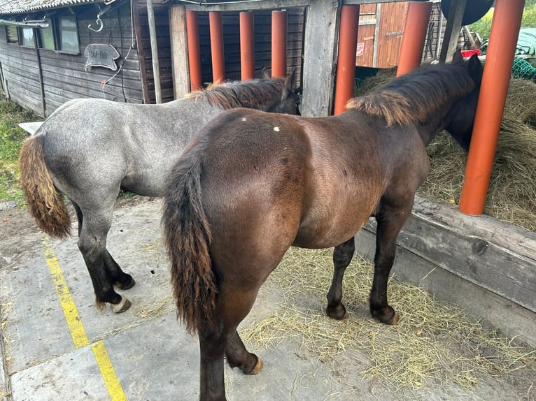 Noriker Merrie Veulen (02/2025) 160 cm Zwart in Wohnste