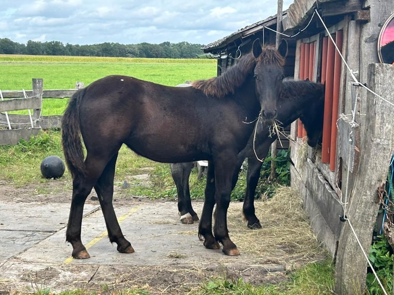Noriker Merrie Veulen (02/2025) 160 cm Zwart in Wohnste