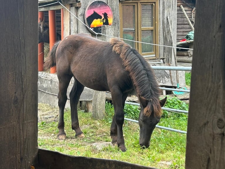 Noriker Merrie Veulen (02/2025) 160 cm Zwart in Wohnste