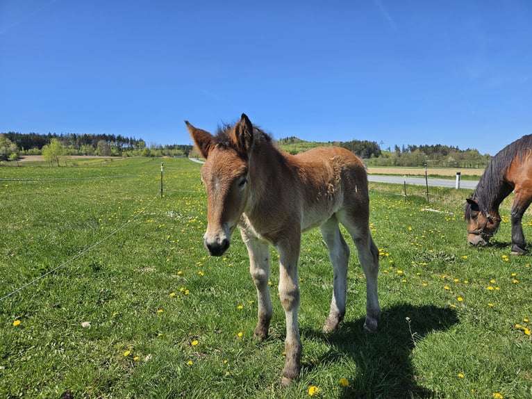 Noriker Merrie Veulen (02/2026) 162 cm Bruin in Gr.Siegharts