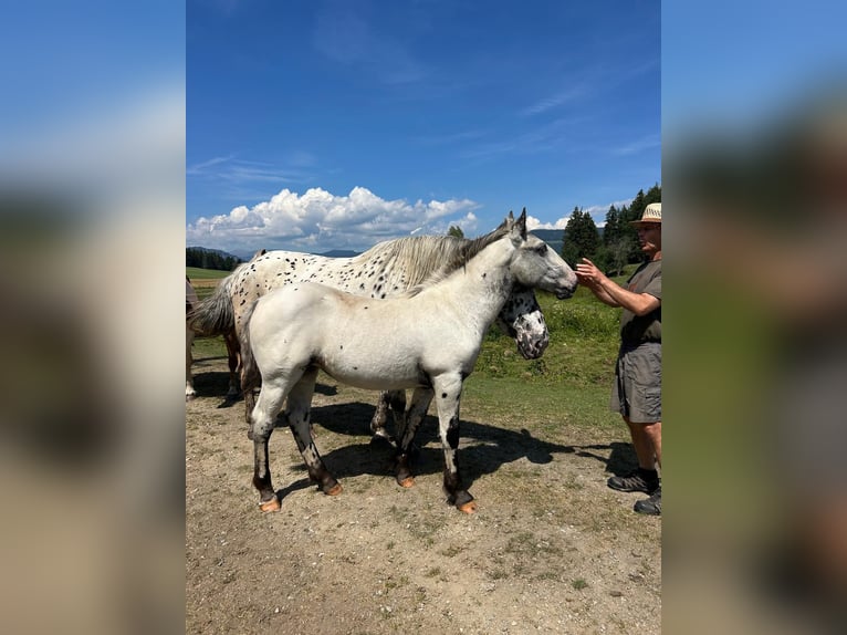 Noriker Merrie Veulen (03/2026) Appaloosa in Zeutschach