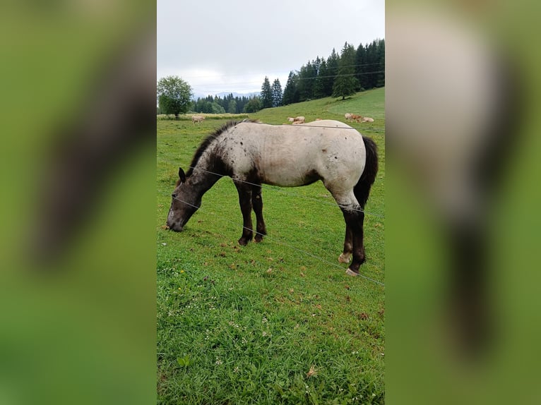 Noriker Merrie Veulen (03/2025) Appaloosa in Zeutschach