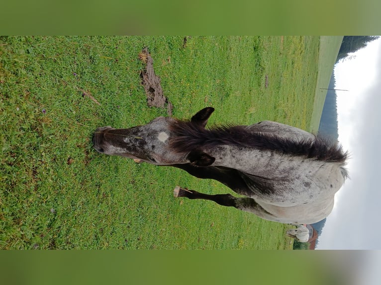Noriker Merrie Veulen (03/2025) Appaloosa in Zeutschach