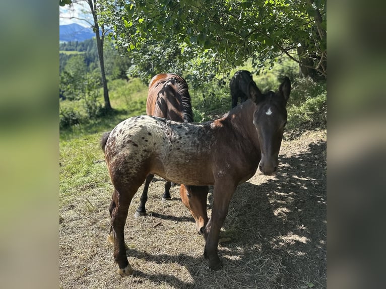 Noriker Merrie Veulen (05/2026) Appaloosa in St.Peter am Kammersberg