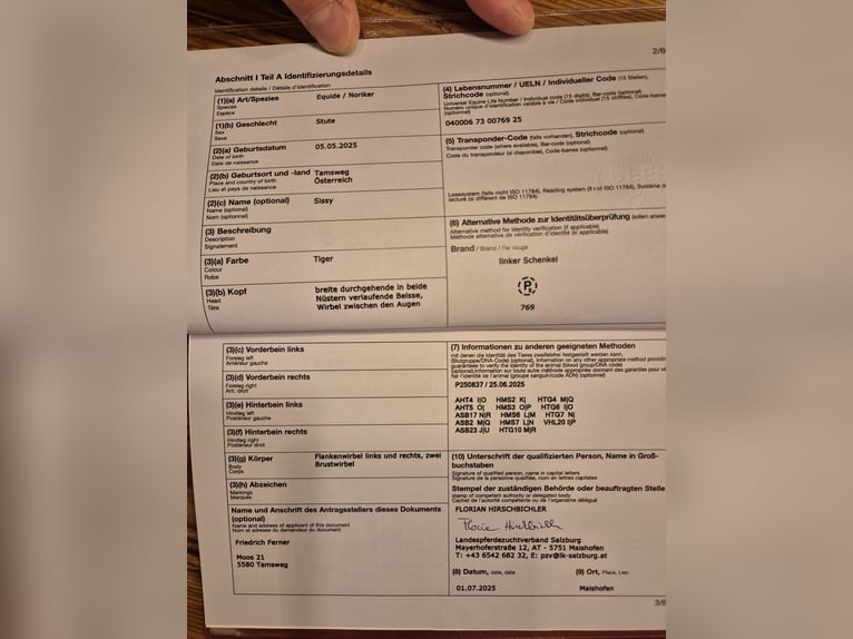 Noriker Merrie Veulen (05/2025) Appaloosa in Tamsweg