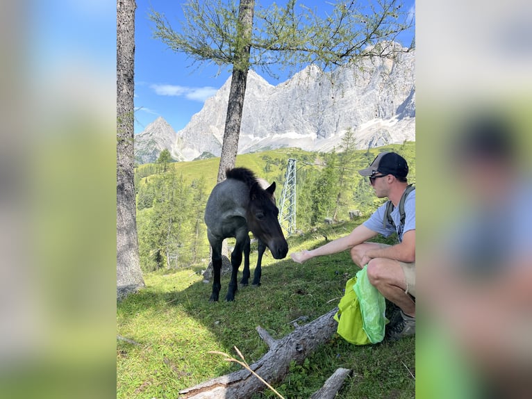 Noriker Merrie veulen (06/2024) Blauwschimmel in RAMSAU AM Dachstein