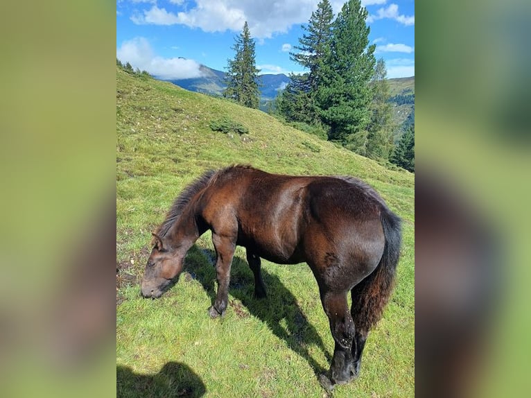 Noriker Merrie Veulen (03/2025) Donkerbruin in Schwendau