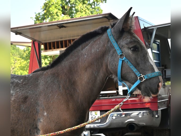 Noriker Merrie Veulen (05/2025) in Klettgau