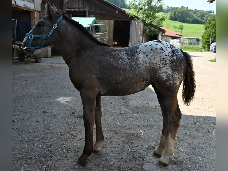 Noriker Merrie Veulen (05/2025) in Klettgau