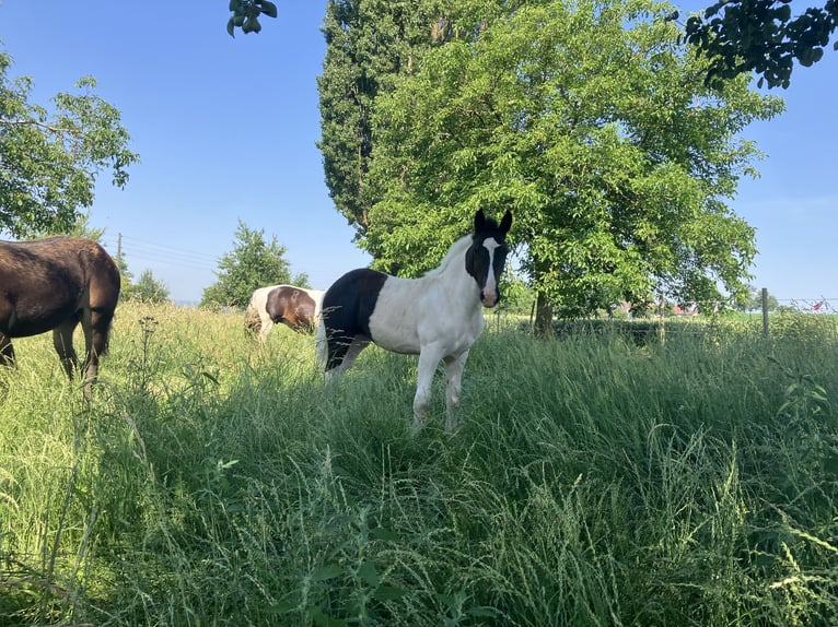 Noriker Merrie Veulen (02/2026) Gevlekt-paard in St. Martin im Innkreis