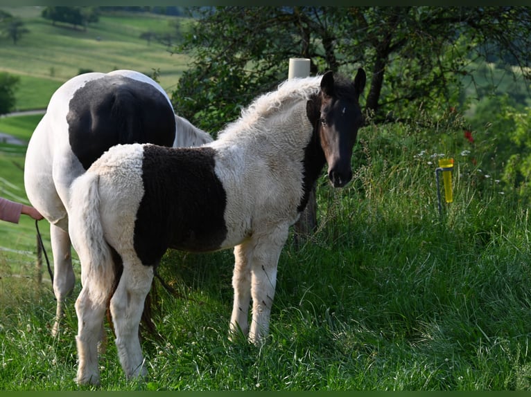Noriker Merrie Veulen (01/2025) Tobiano-alle-kleuren in Klettgau