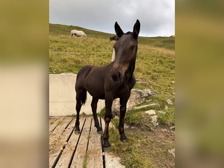 Noriker Merrie Veulen (03/2026) Zwart in Bad Hofgastein