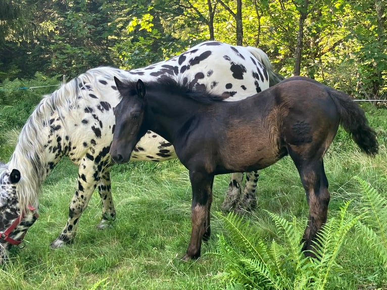 Noriker Merrie Veulen (03/2026) Zwart in Dornbirn