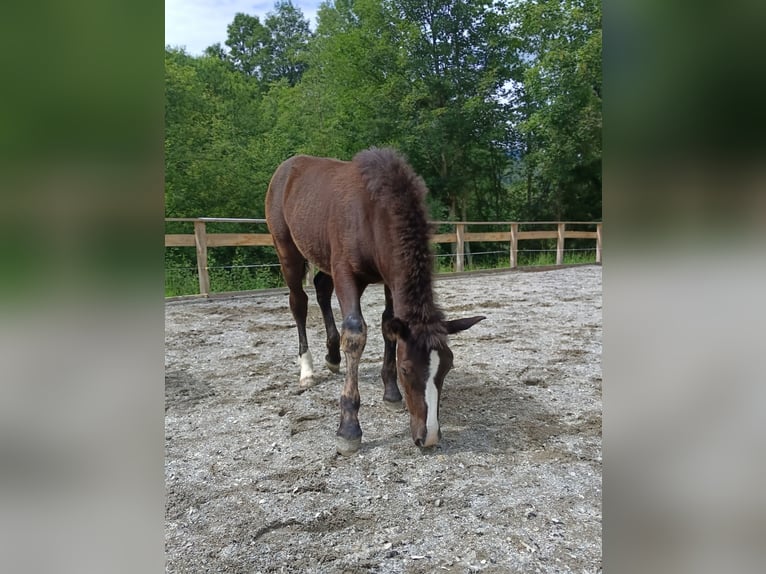 Noriker Merrie  Zwart in Kelchsau