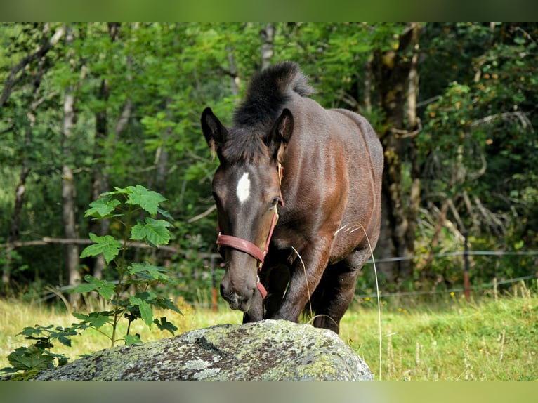 Noriker Merrie veulen (01/2024) Zwart in Schwarzenberg am Böhmerwald