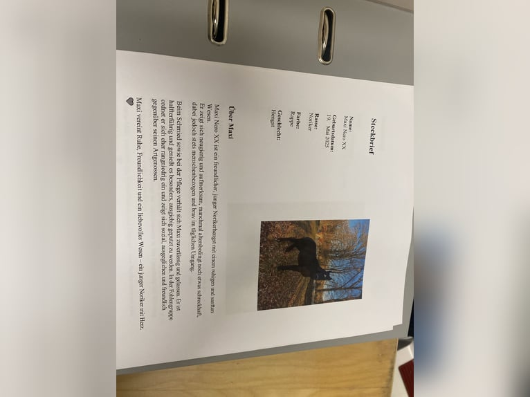 Noriker Ogier 1 Rok Kara in Wegberg