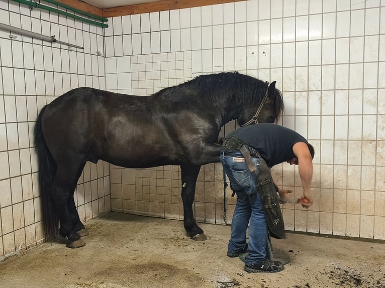 Noriker Ogier 2 lat 159 cm Skarogniada in Weibnitz