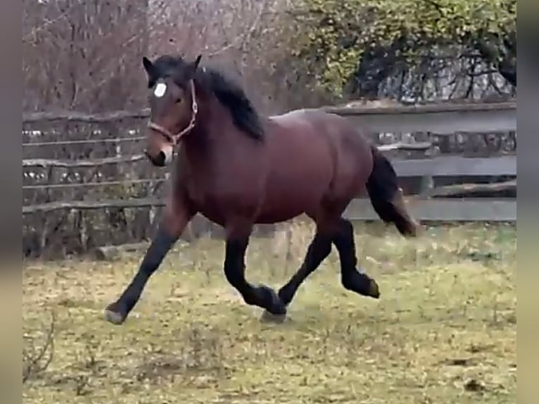 Noriker Ogier 2 lat 160 cm Gniada in Wien, Favoriten