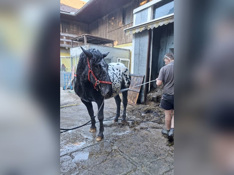 Noriker Ogier 2 lat 160 cm Tarantowata in Alm