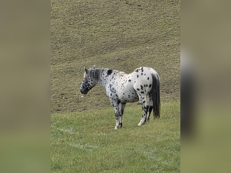 Noriker Ogier 2 lat 164 cm Tarantowata in Krakaudorf