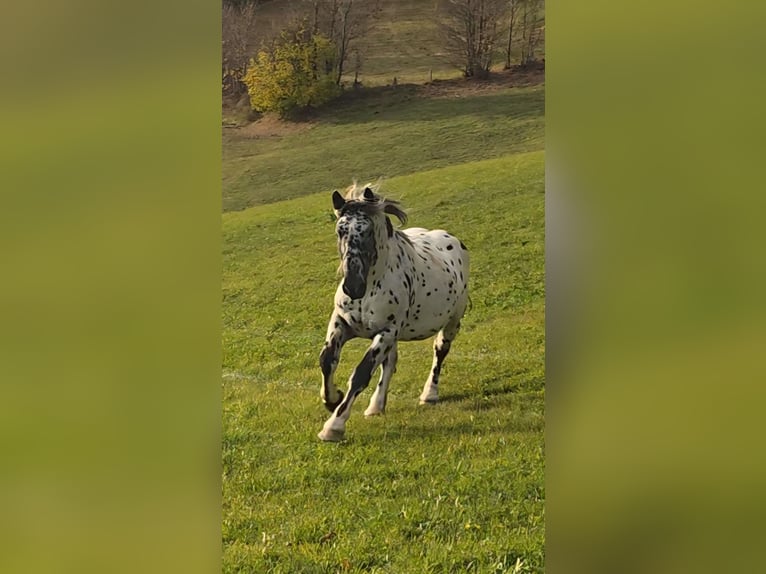 Noriker Ogier 2 lat 164 cm Tarantowata in Krakaudorf
