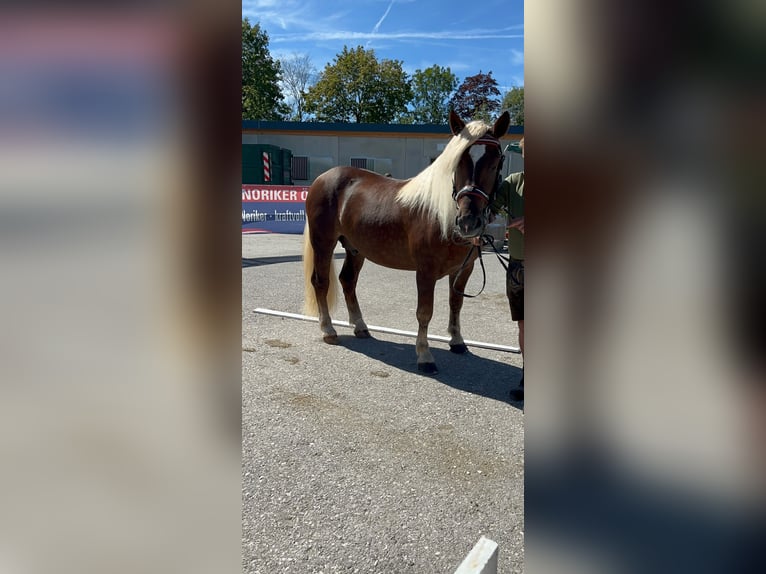 Noriker Ogier 2 lat Ciemnokasztanowata in Dolz