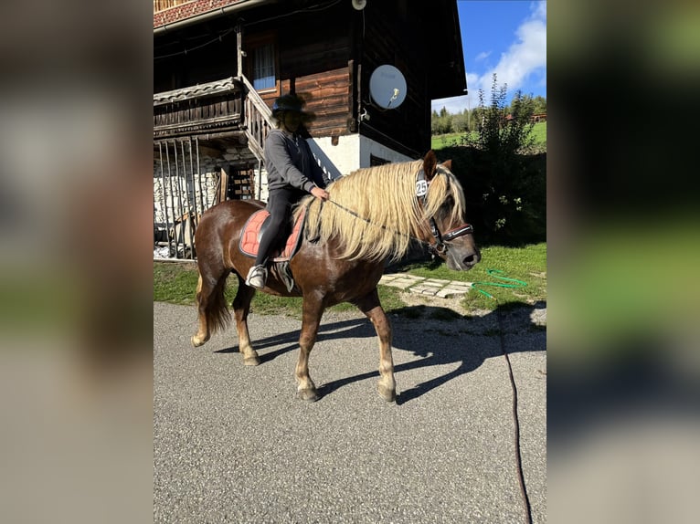 Noriker Ogier 2 lat Ciemnokasztanowata in Dolz
