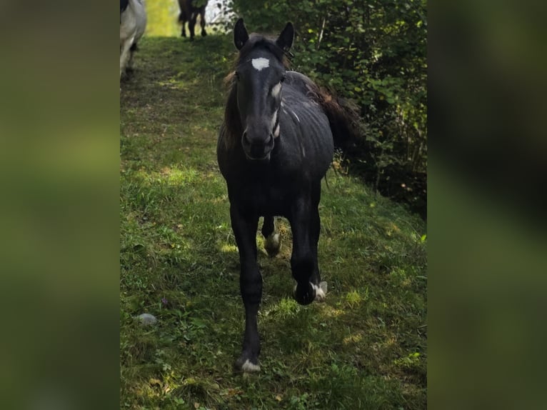 Noriker Ogier 2 lat Kara in Krakaudorf