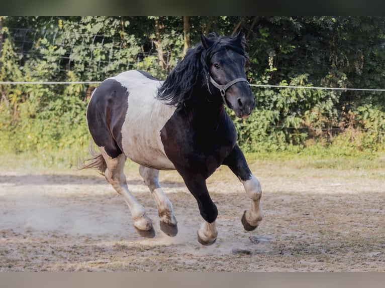 Noriker Ogier 3 lat 160 cm Srokata in Stallhofen