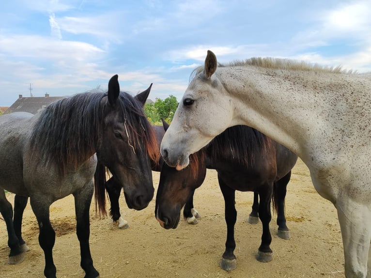 Noriker Ogier 3 lat 160 cm Stalowosiwy in Loipersbach im Burgenland