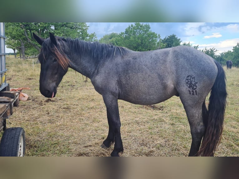 Noriker Ogier 3 lat 160 cm Stalowosiwy in Loipersbach im Burgenland