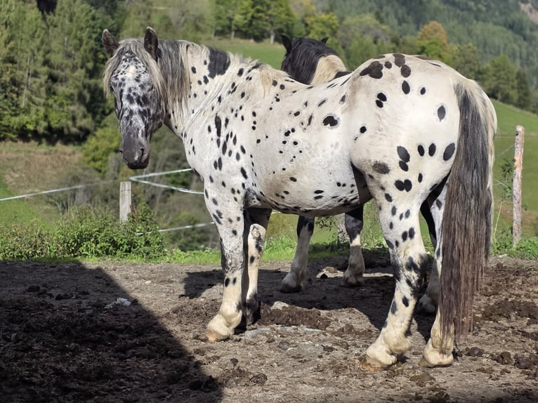 Noriker Ogier 3 lat 163 cm in Krakaudorf