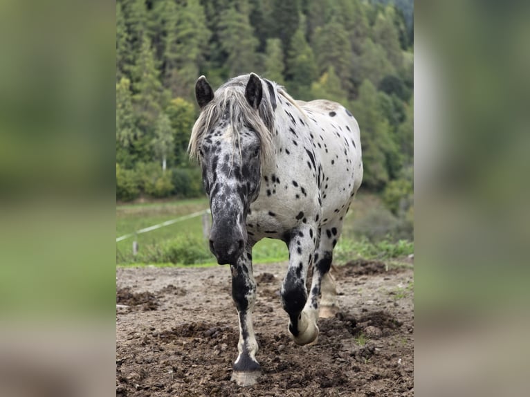 Noriker Ogier 3 lat 163 cm Tarantowata in Krakaudorf