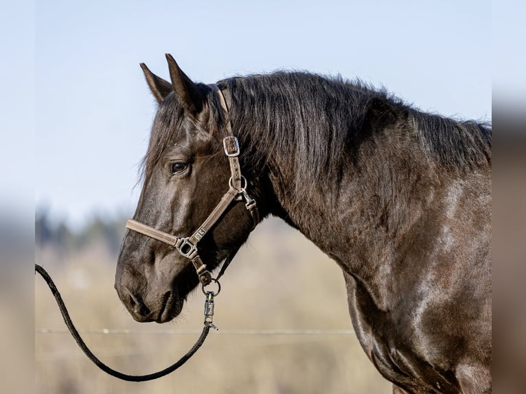 Noriker Ogier 3 lat 167 cm Ciemnogniada in Kraiburg am Inn