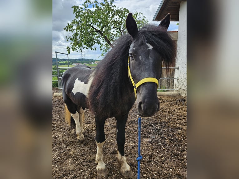 Noriker Ogier 4 lat 150 cm Srokata in Pleiskirchen