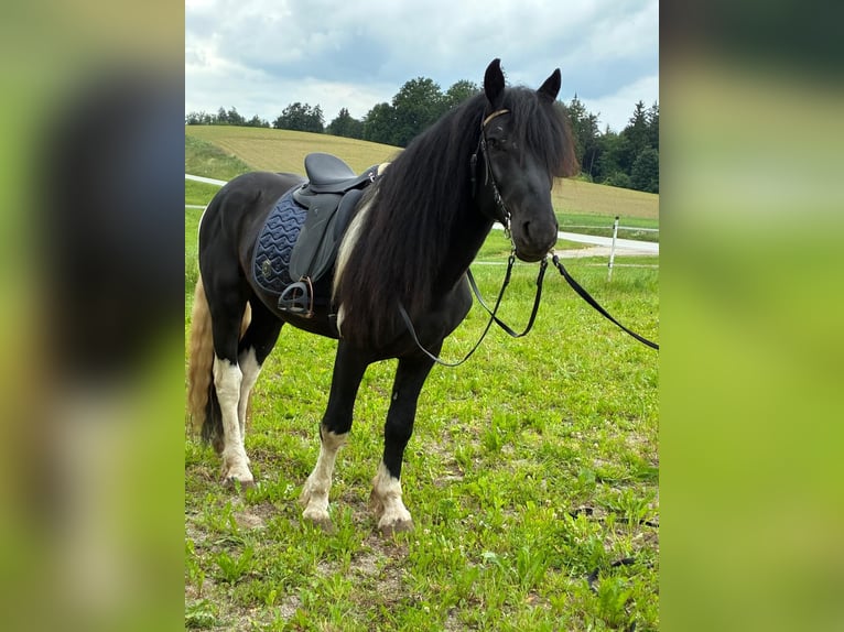 Noriker Ogier 4 lat 150 cm Srokata in Pleiskirchen