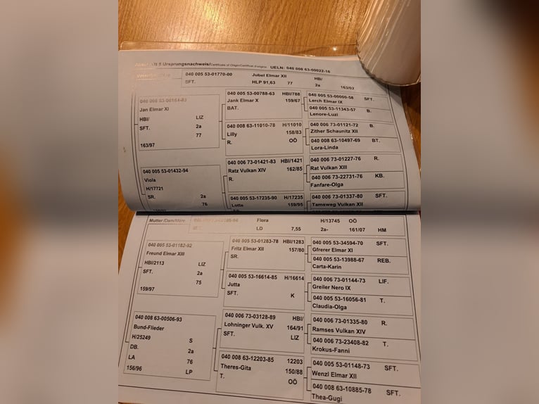 Noriker Ogier 9 lat 160 cm in Obertilliach