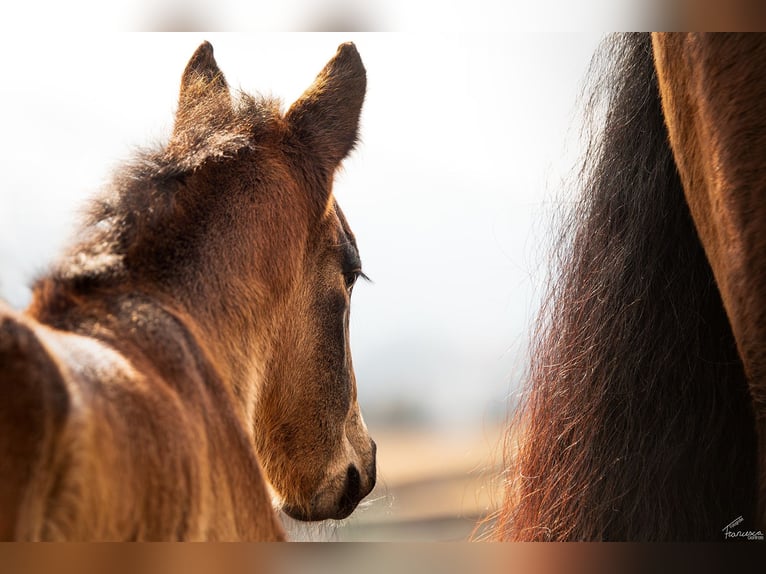 Noriker Ogier Źrebak (03/2026) Ciemnogniada in Erlbrücke