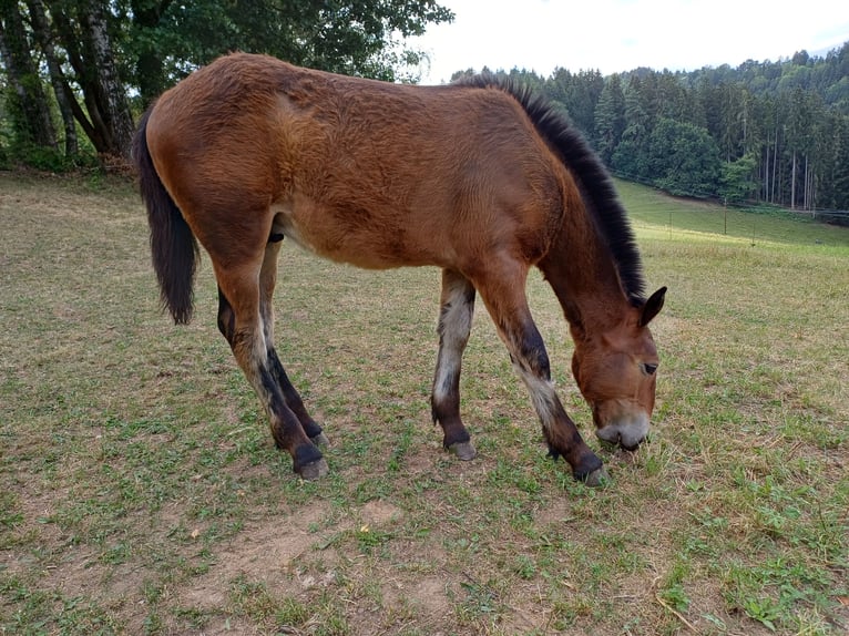 Noriker Ogier Źrebak (03/2026) Ciemnogniada in Sankt Martin am Wöllmißberg