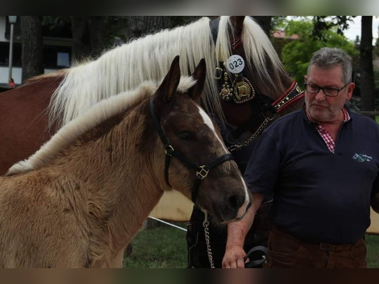 Noriker Ogier Źrebak (05/2024) Ciemnokasztanowata in Desselbrunn