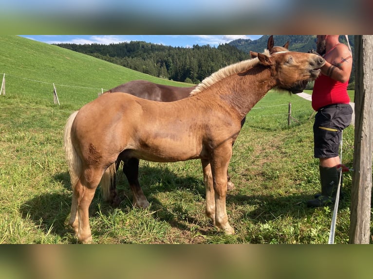 Noriker Ogier Źrebak (03/2024) Ciemnokasztanowata in Gams bei Hieflau