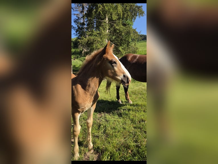 Noriker Ogier Źrebak (04/2026) Ciemnokasztanowata in Neumarkt in der Steiermark