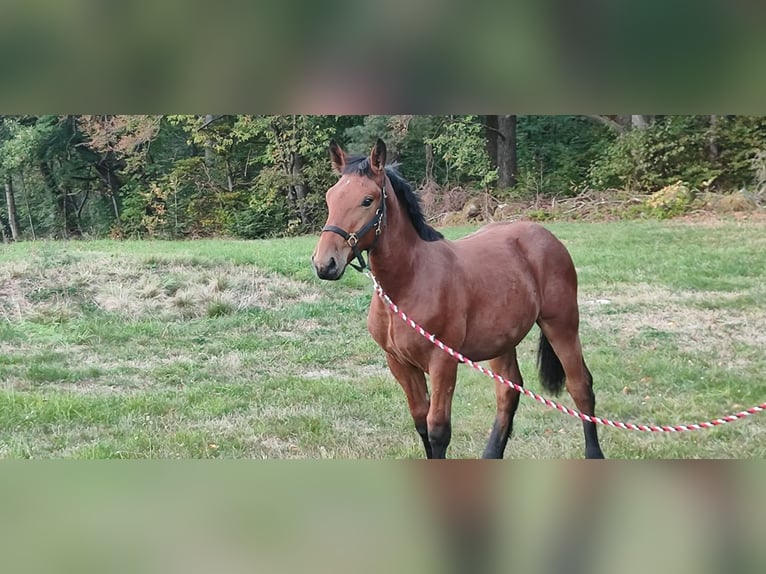 Noriker Ogier Źrebak (03/2026) Gniada in Bad Herrenalb