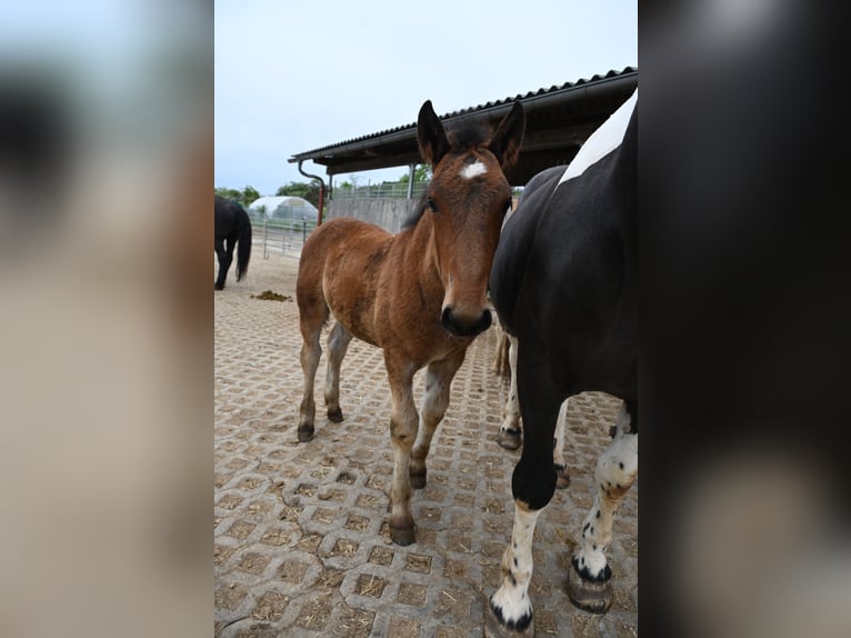 Noriker Ogier Źrebak (01/2026)  in Klettgau